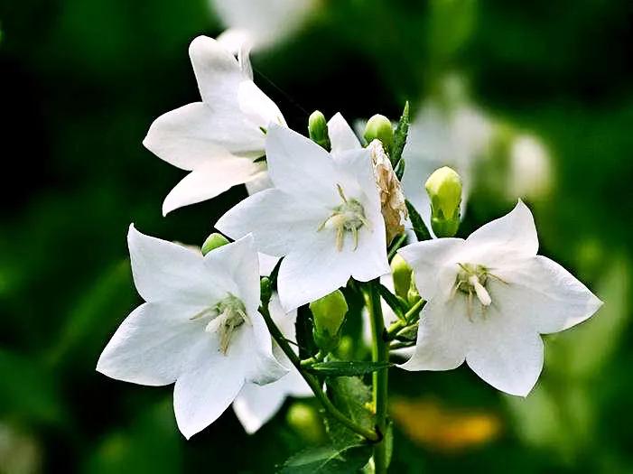 原创花卉作品·桔梗花·花中处士，不慕繁华。已然成为园林新宠。