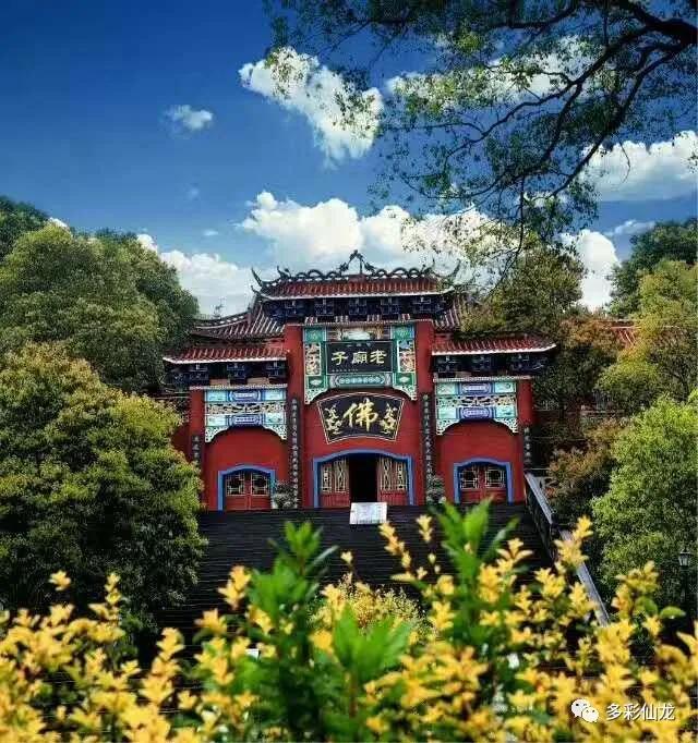 永川仙龙油菜花基地,仙龙油菜花节