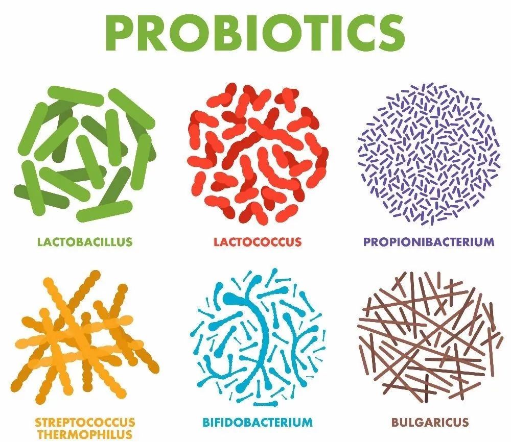肠道细菌对甲状腺有什么危害,甲状腺与肠道