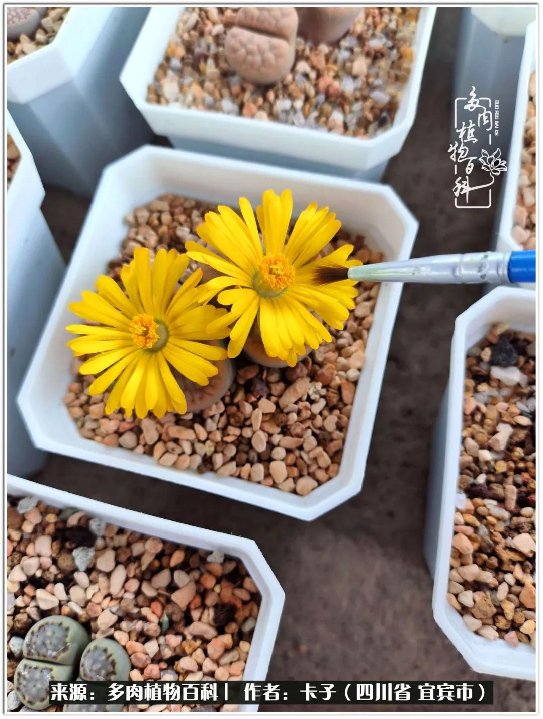 送我一轮明月文案,送我一轮明月