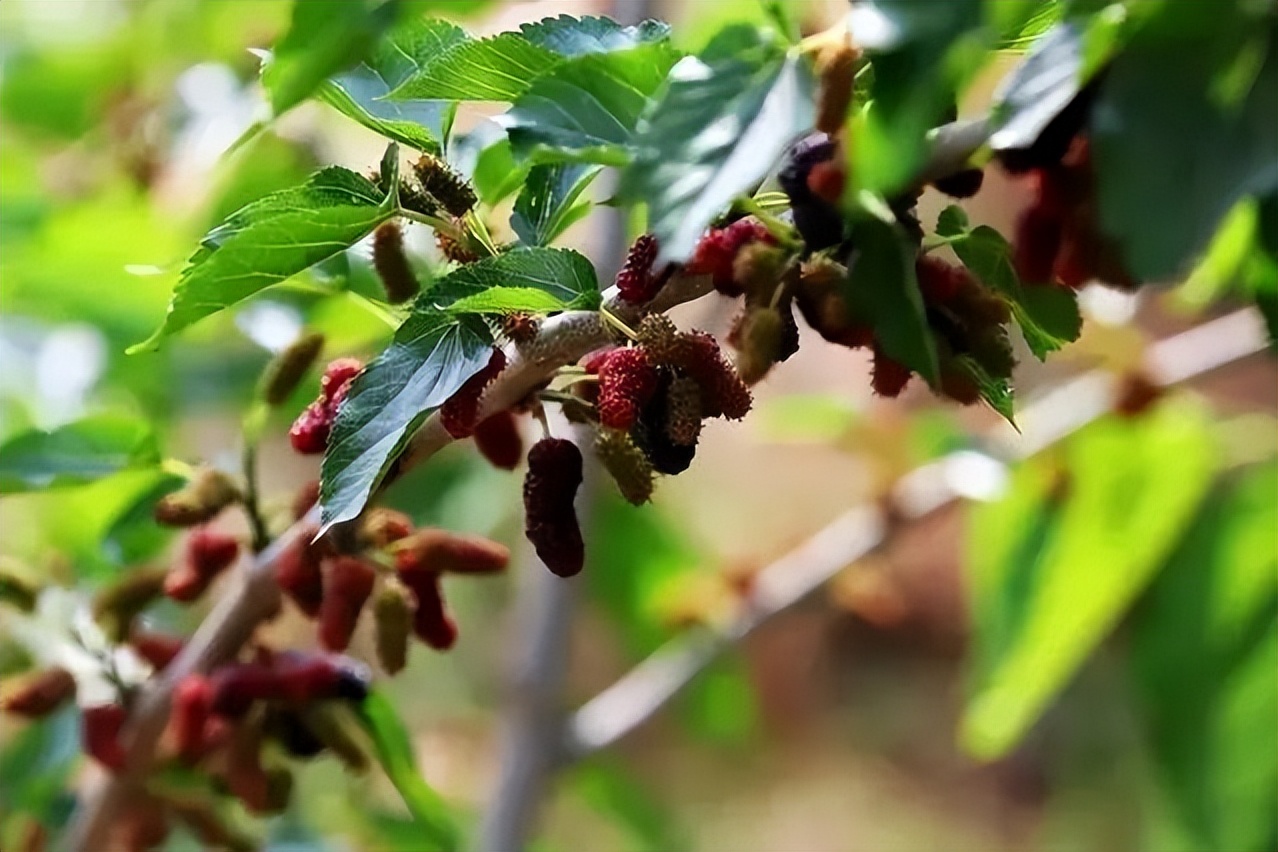 植树节诗句有哪些,植树节的诗句古诗和名言