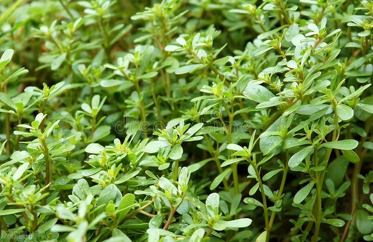 哪些食物含维生素高吃了对眼睛好,补充哪些含维生素的食物对眼睛好
