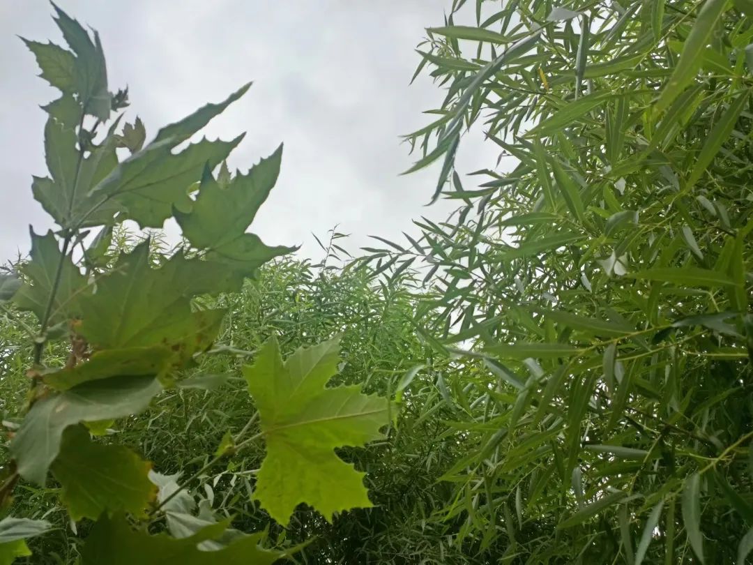 炽烈的支教（7）：企盼到雨，再企盼便是孩子的未来