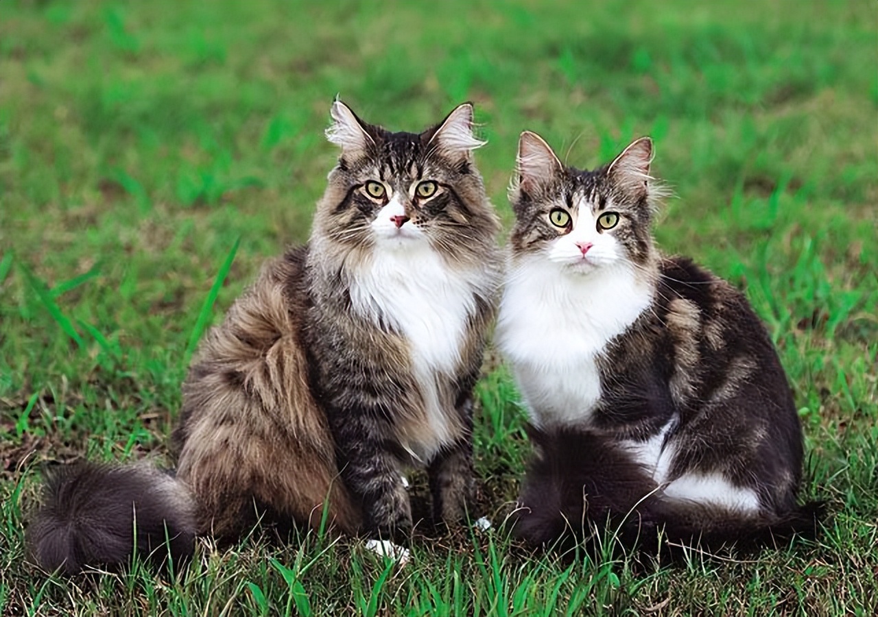 这几种猫真的不值得买越养越心累,千万别养的三种猫