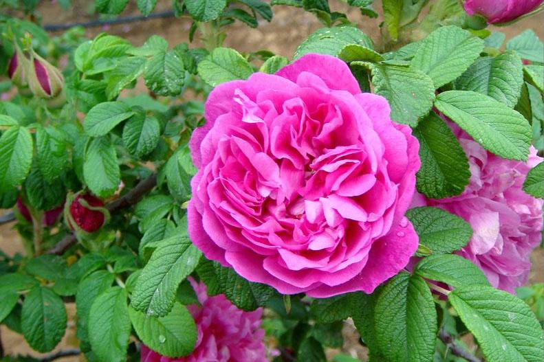 漂亮女人适合养什么花,适合盆栽的女人花