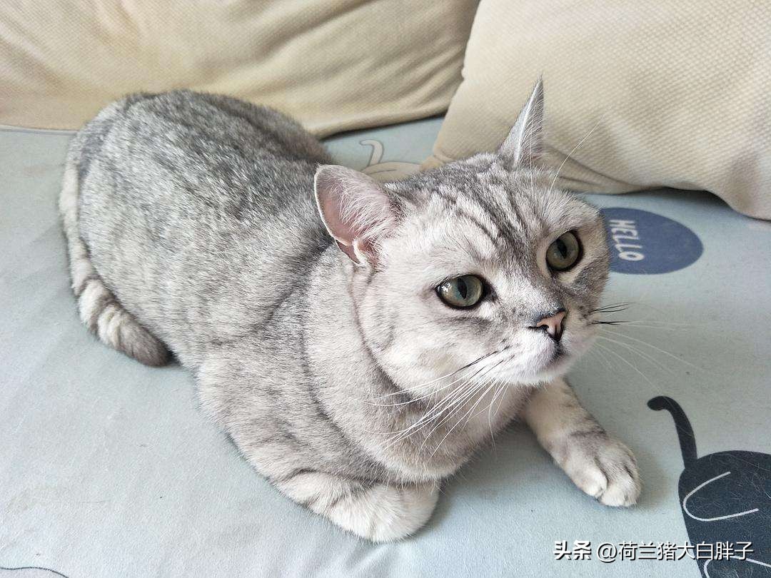 中国国际航空托运猫咪价格 (航空托运猫咪到家后注意事项)