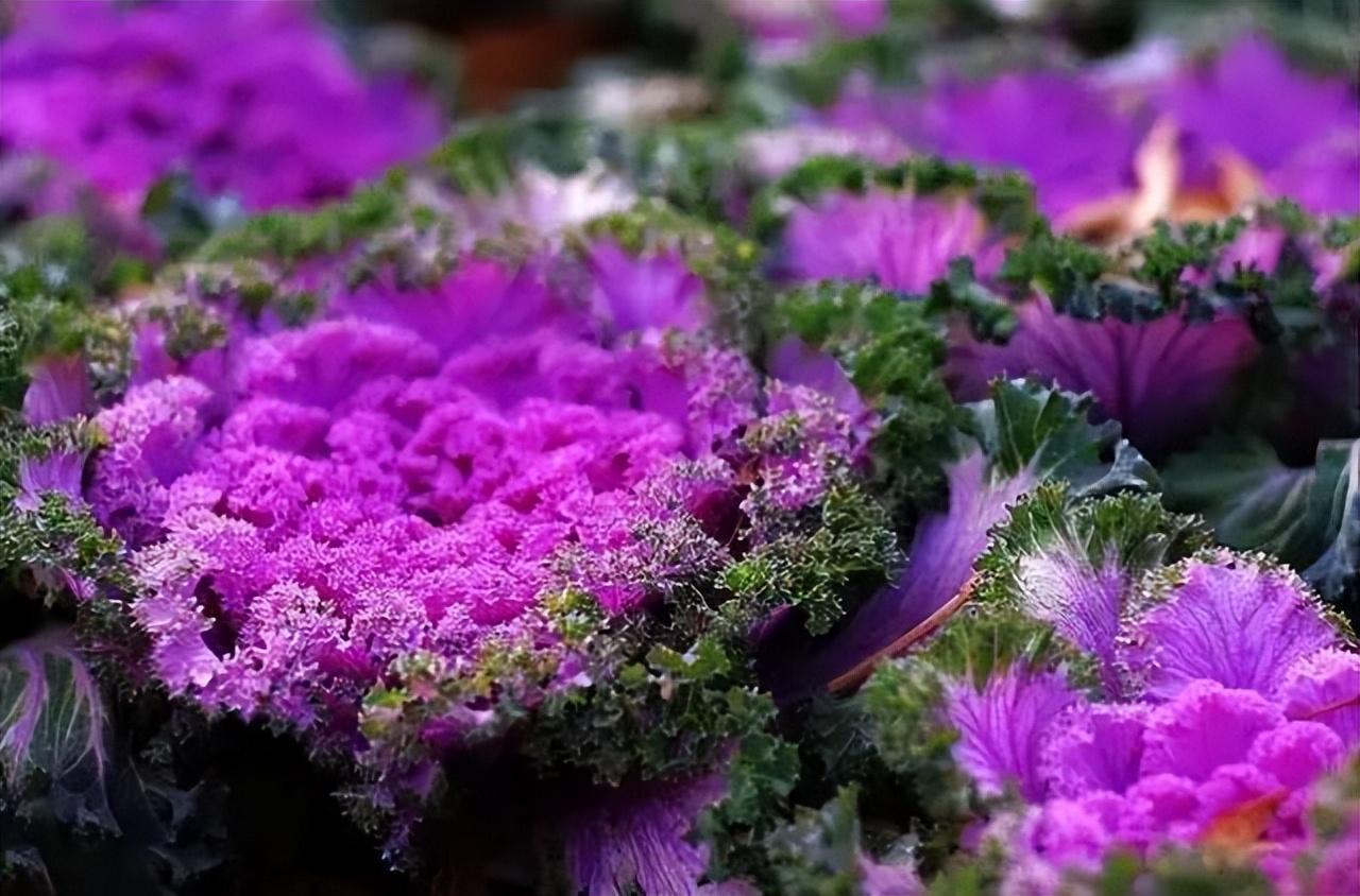 零下10度什么花冻不死,冬天不怕冷的花和植物