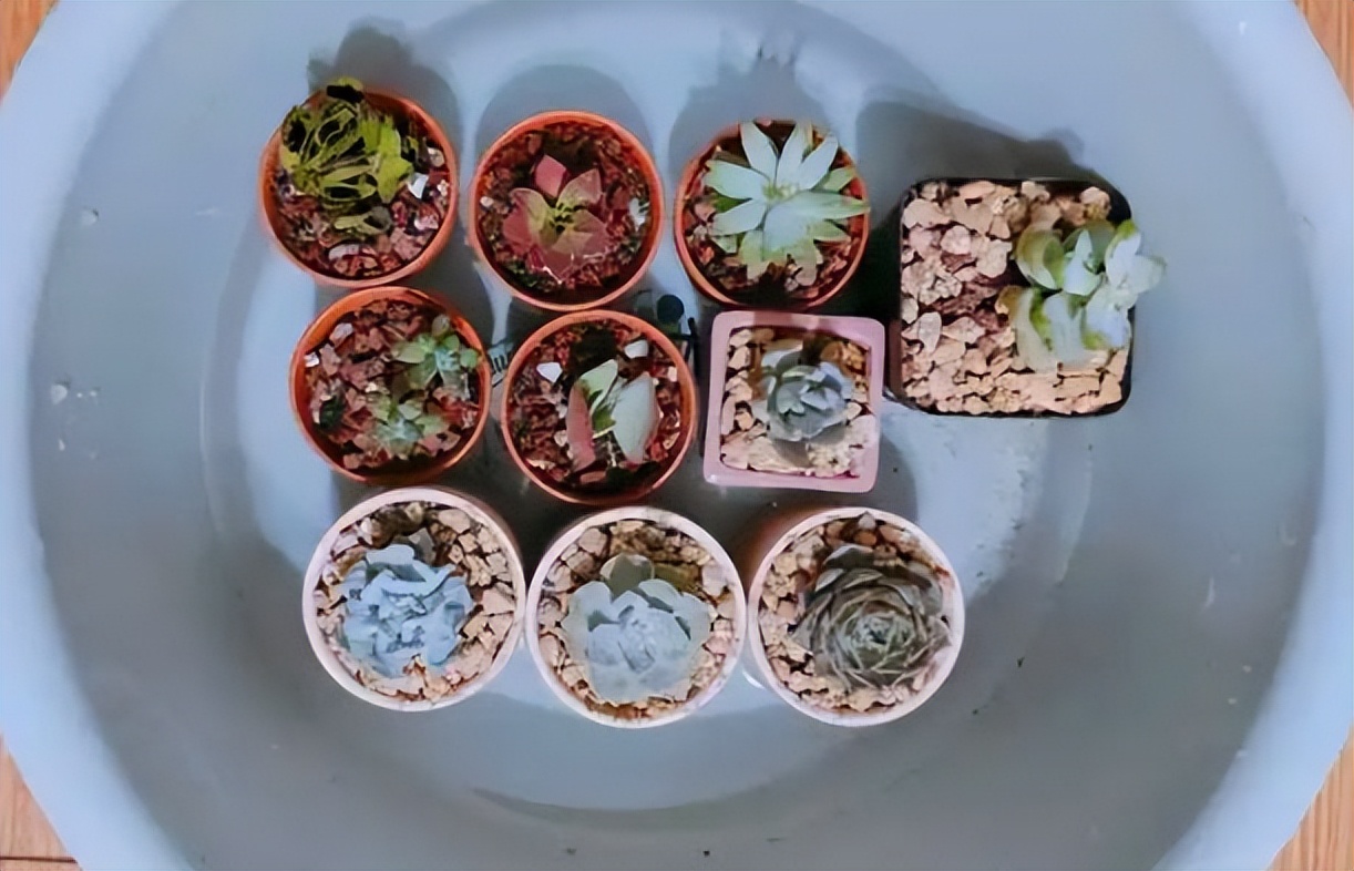 5种花浇不死浇水越多长得越旺,十种不能乱浇水的花