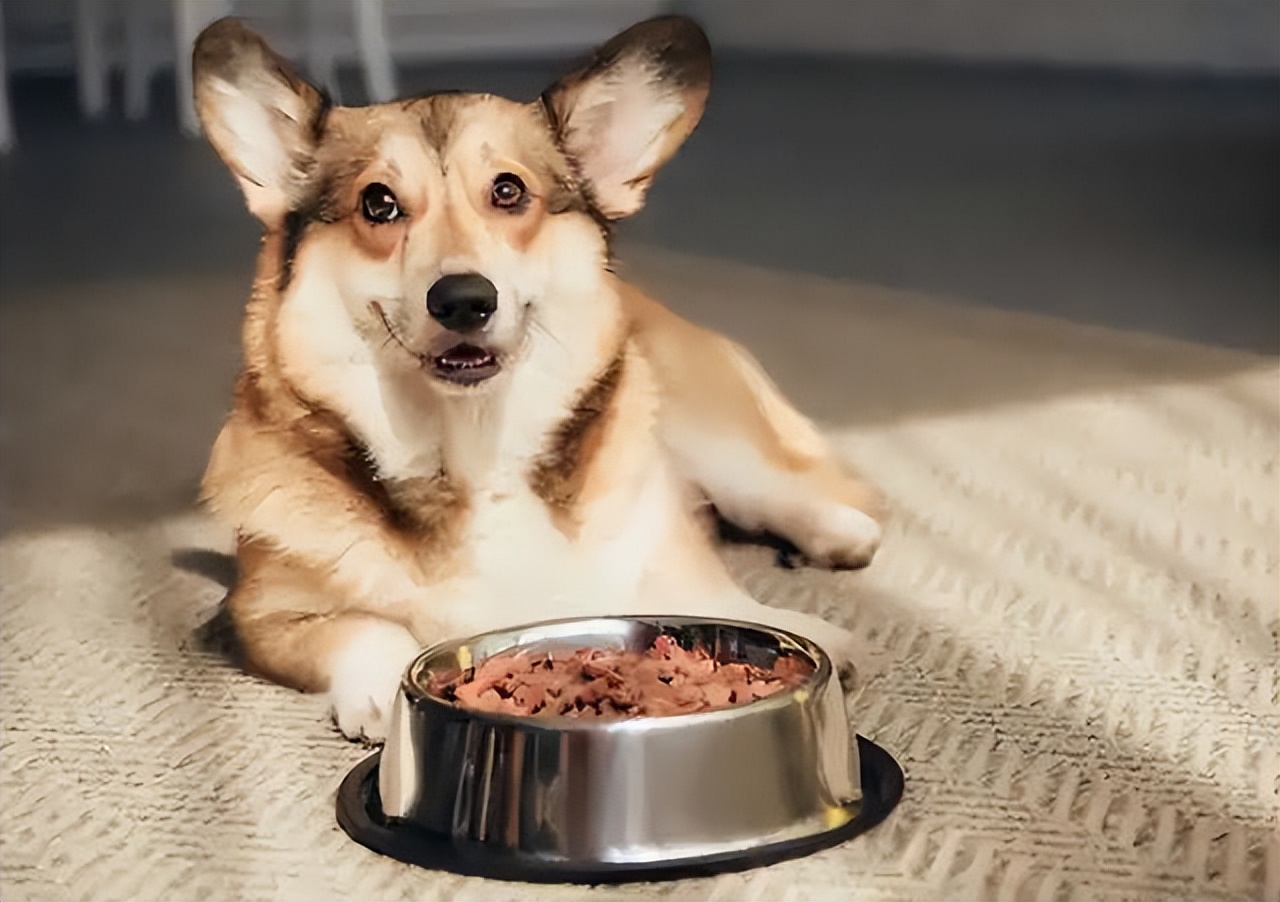 低成本养狗16款平价狗粮推荐,强烈推荐新手养狗必看清单