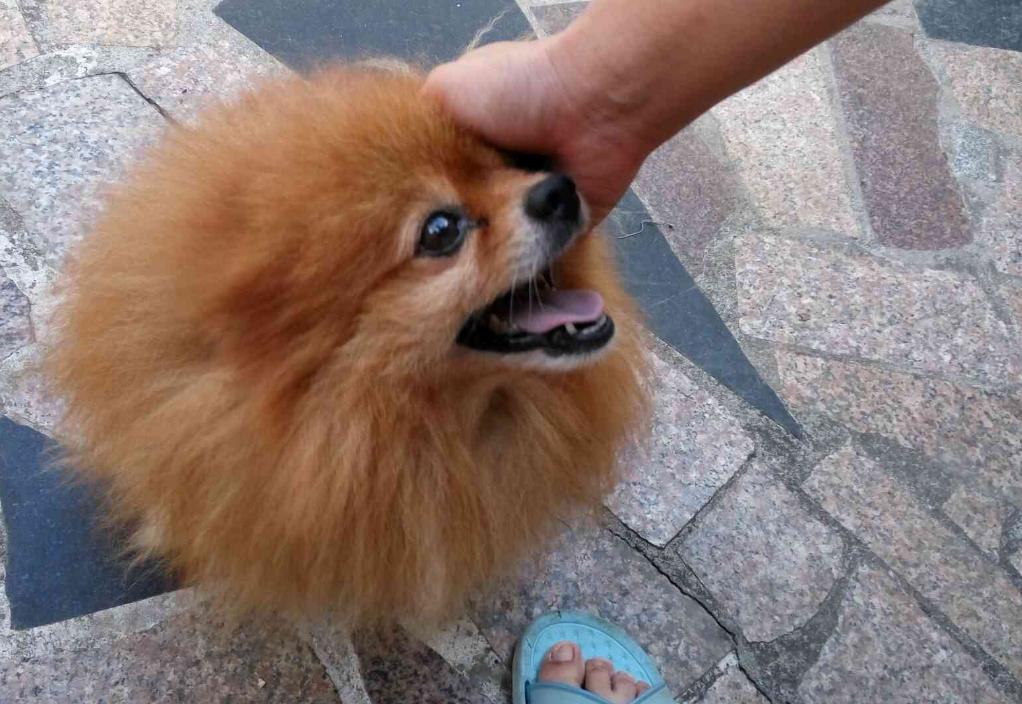 博美犬配种最佳搭配时间,博美配种技术操作