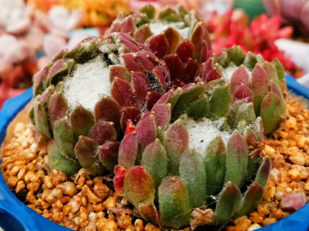 多肉变绿是怎么了,多肉总是绿绿的