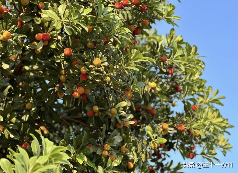 夏日必不可少的水果之一,夏日不可缺少的水果茶
