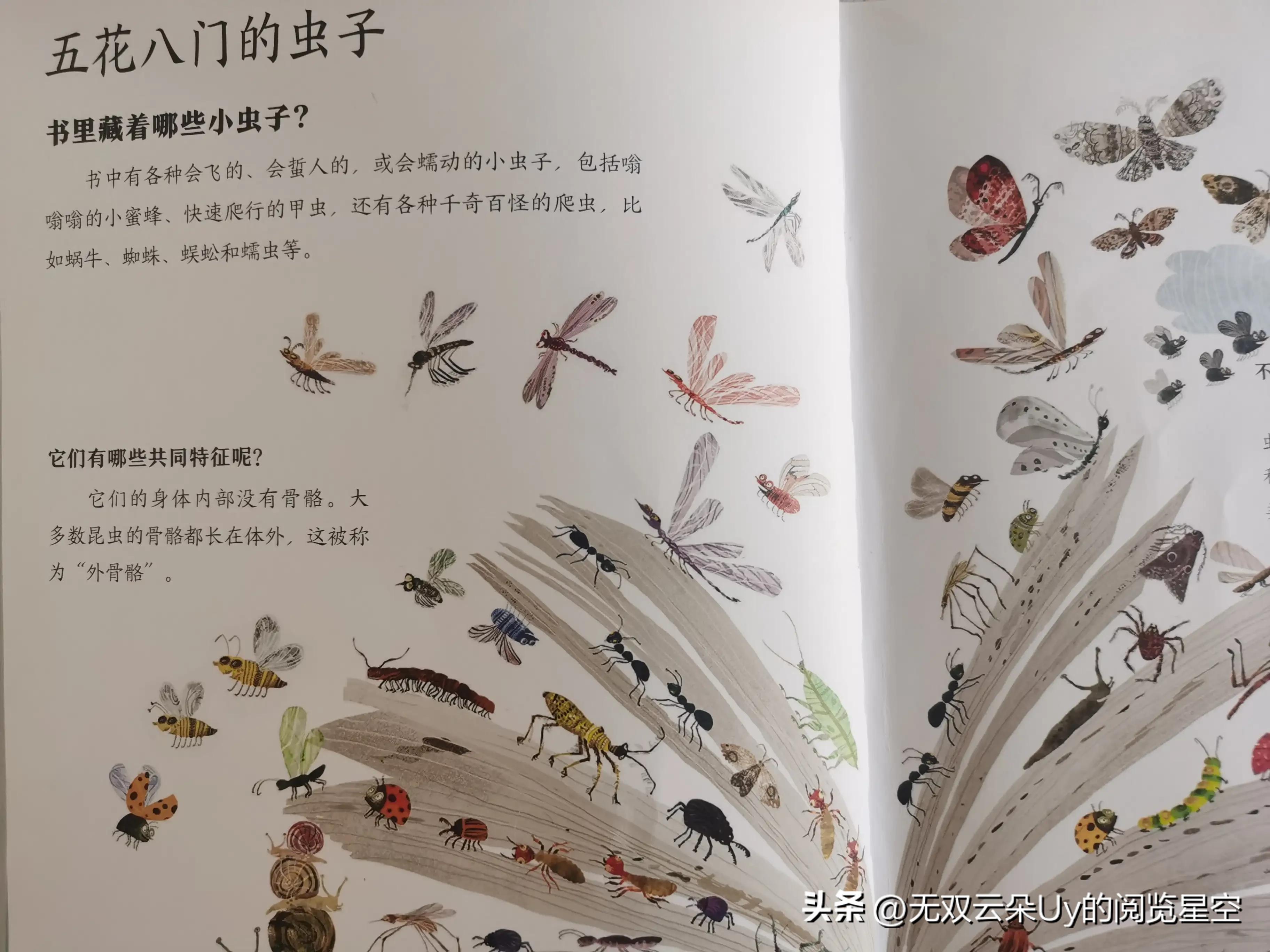【绘本阅读⑦】虫虫！！！别怕，都躲进书里啦！找到它！