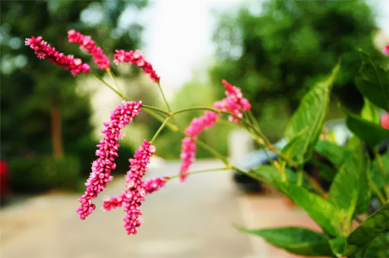 公园路边植物图片,路边的小植物有哪些