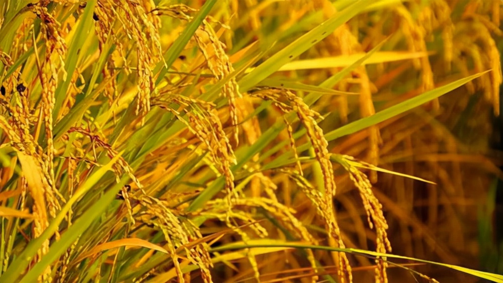 获奖作文《稻米的故事》，充满希望的稻田，老师：想象力很强