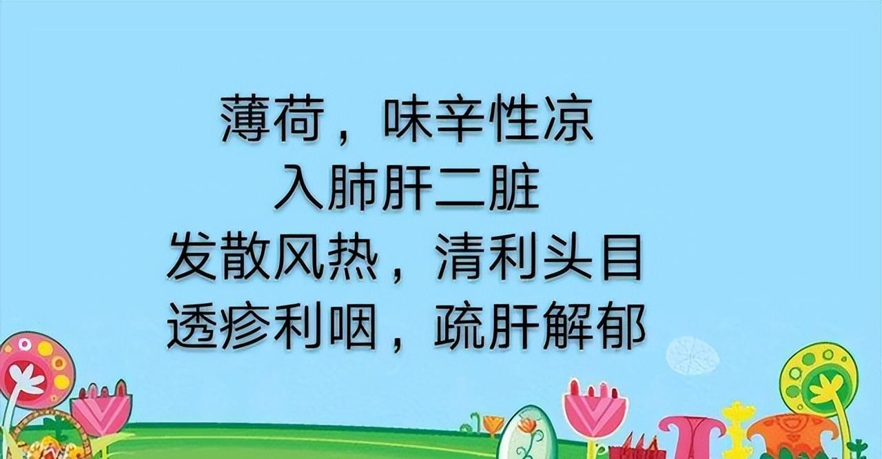 学习一味中药——薄荷,气味辛凉,功专入肝与肺