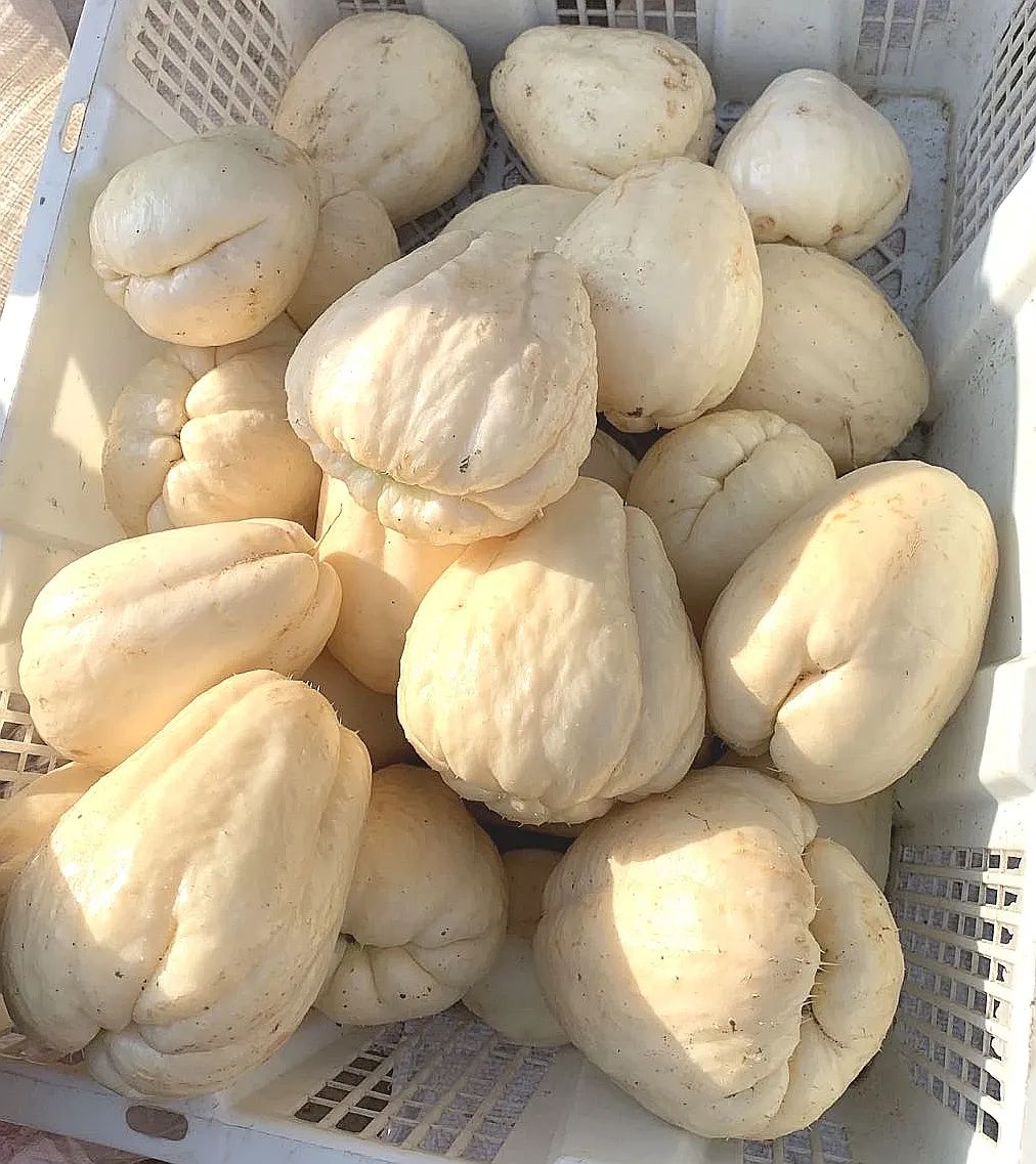 虎耳瓜怎么做才好吃,虎耳瓜危害