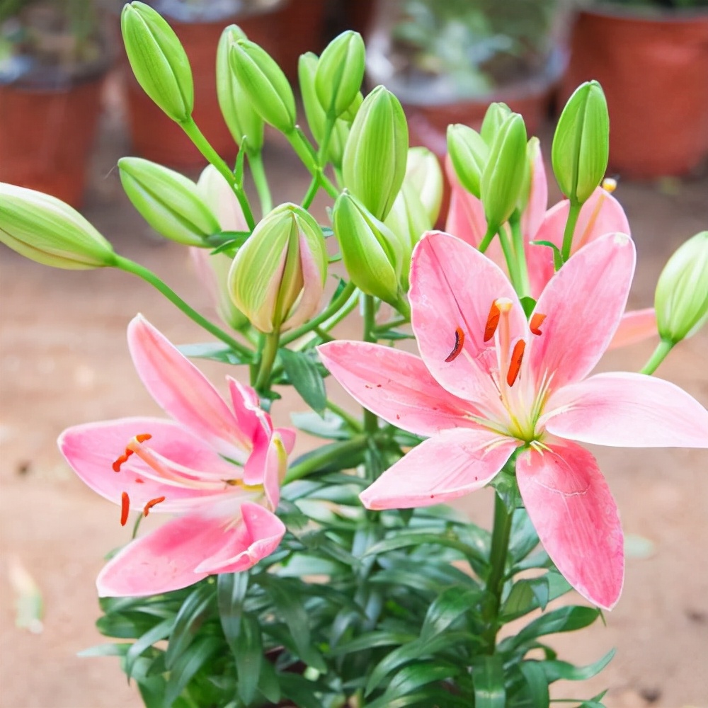 清香淡雅，香水百合的种植方法，以及养护技巧