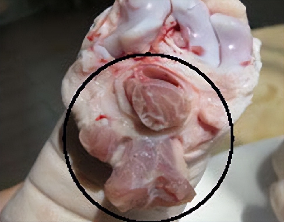 买猪蹄挑前的好还是后的好,买猪蹄儿是买前腿好还是后腿好