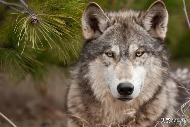 狼这种动物的特性是什么,世界十大可怕动物狼