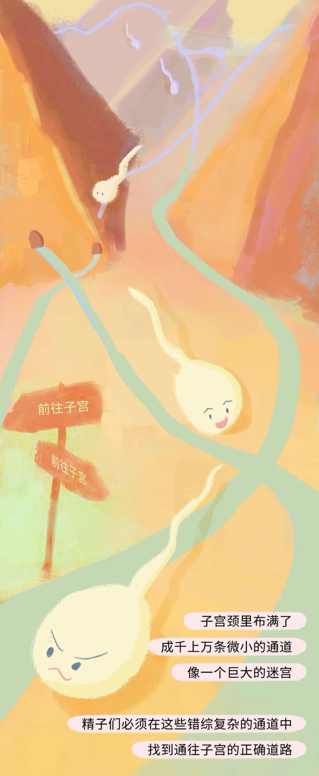 女人是如何怀孕的呢,女性怀孕的全部过程