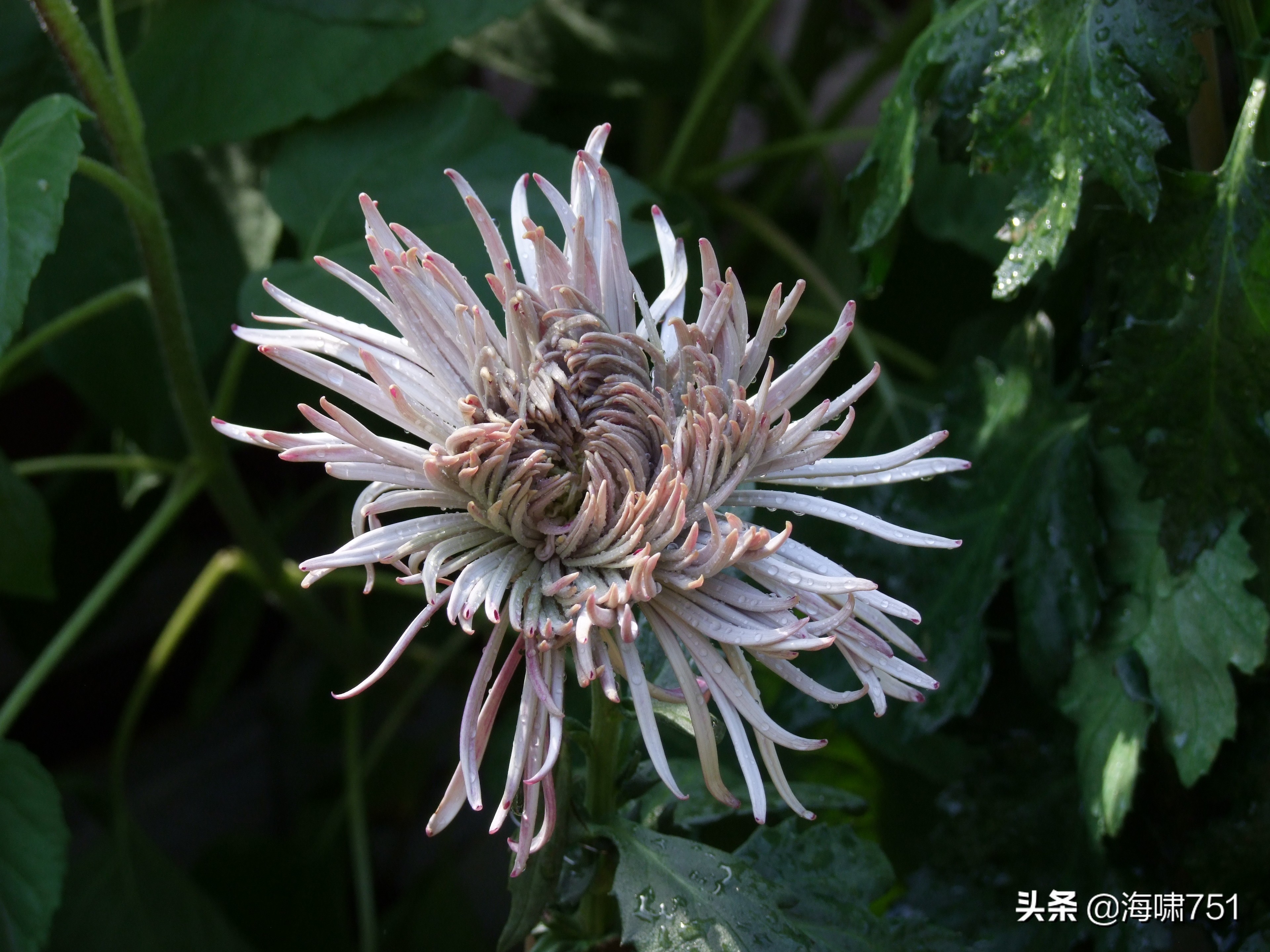 黄花岗公园开放时间,黄花岗公园停车