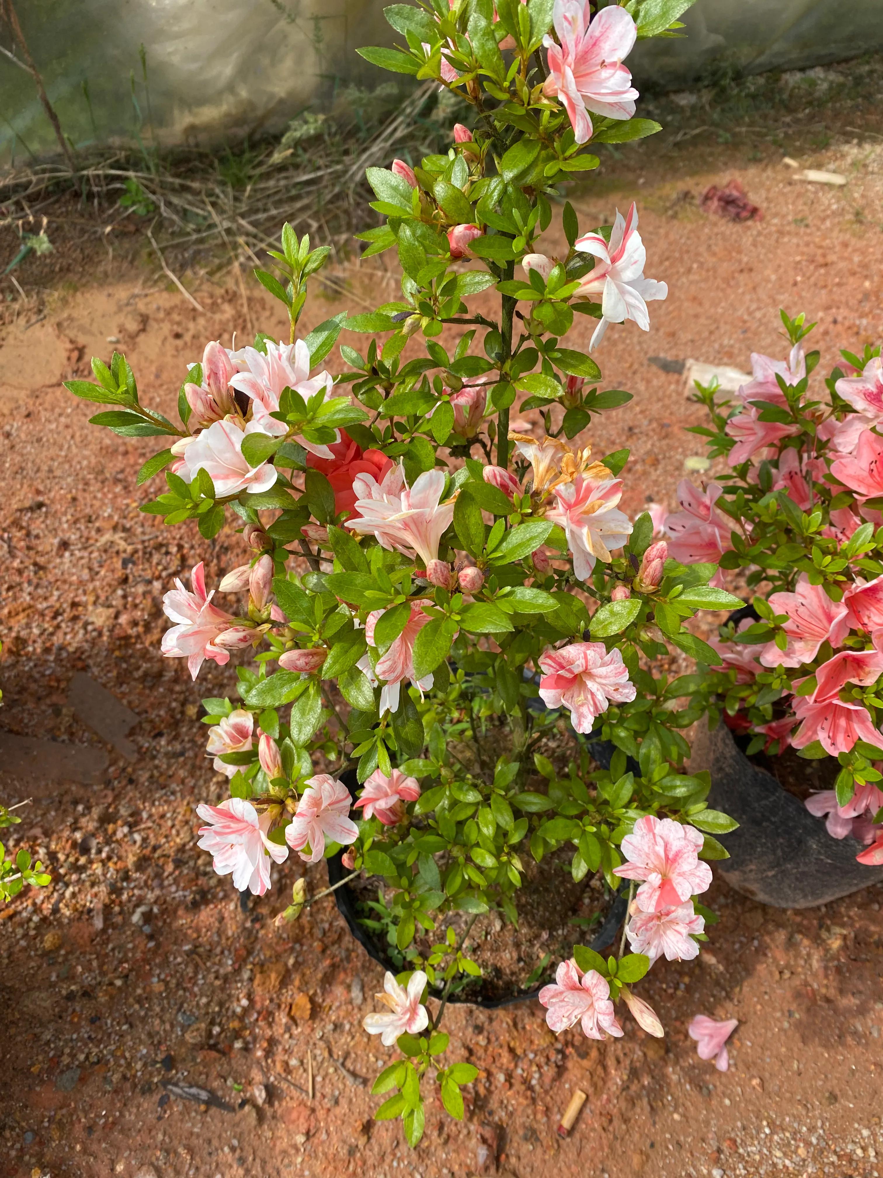 皋月杜鹃花图片大全,皋月杜鹃新品种视频