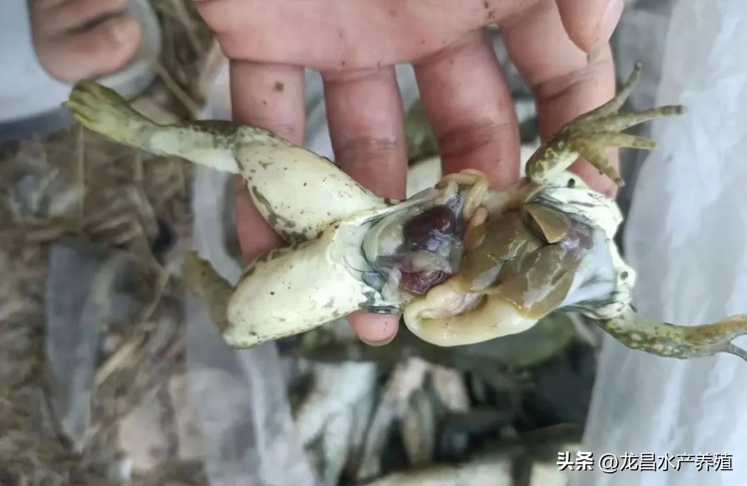 死蛙怎么处理,死青蛙的处理