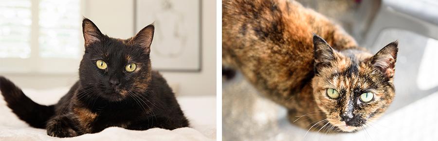 基因克隆最新突破,基因最新突破