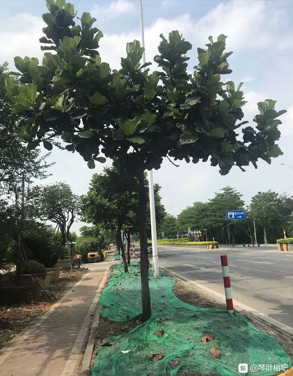 那些网红造假的后果 (造假的网红是真的吗)