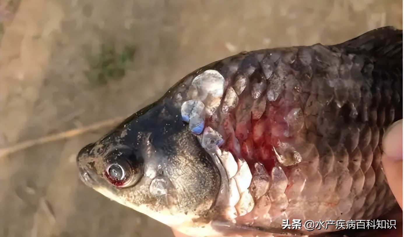鲫鱼大面积浮头什么情况,鲫鱼肚子大发红死了什么原因
