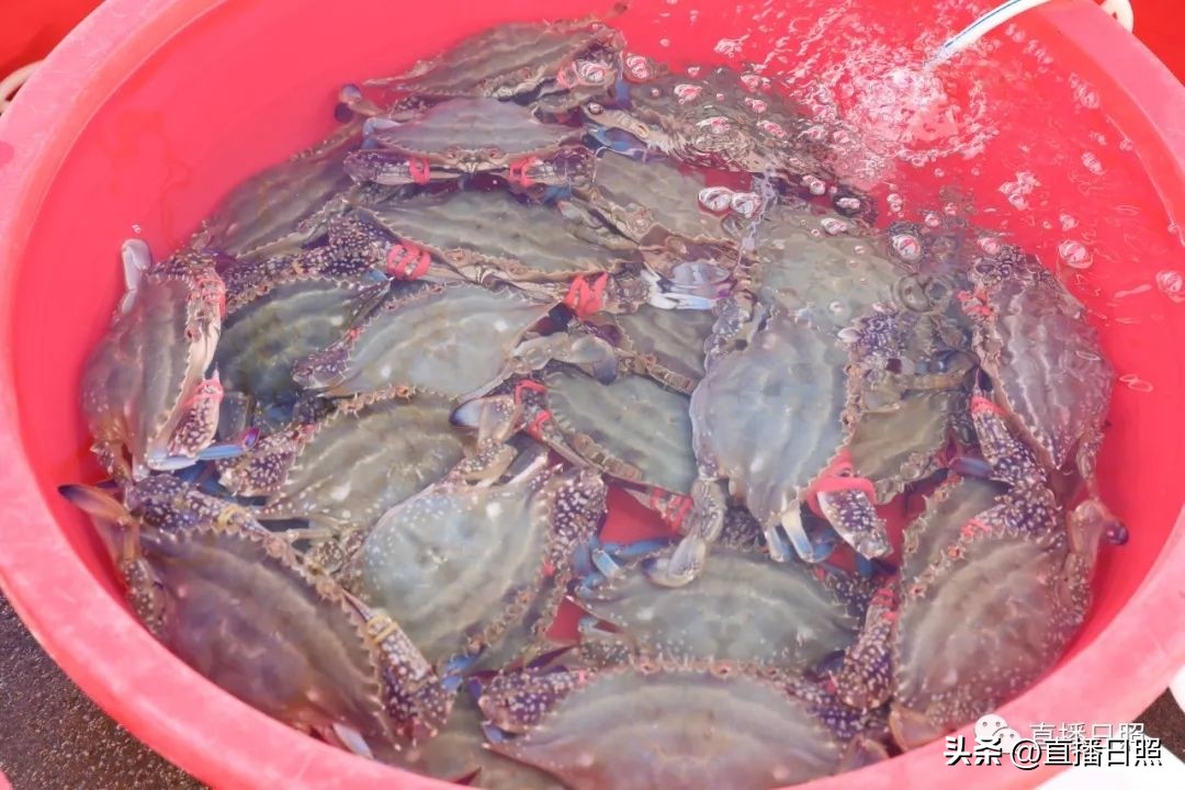 肉质紧实的海虾便宜,肉质嫩价格便宜的海鱼