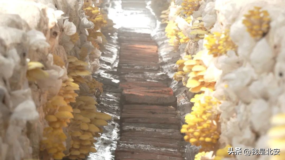 乡村振兴菌菇产业图文,扶贫菇铺就脱贫致富路