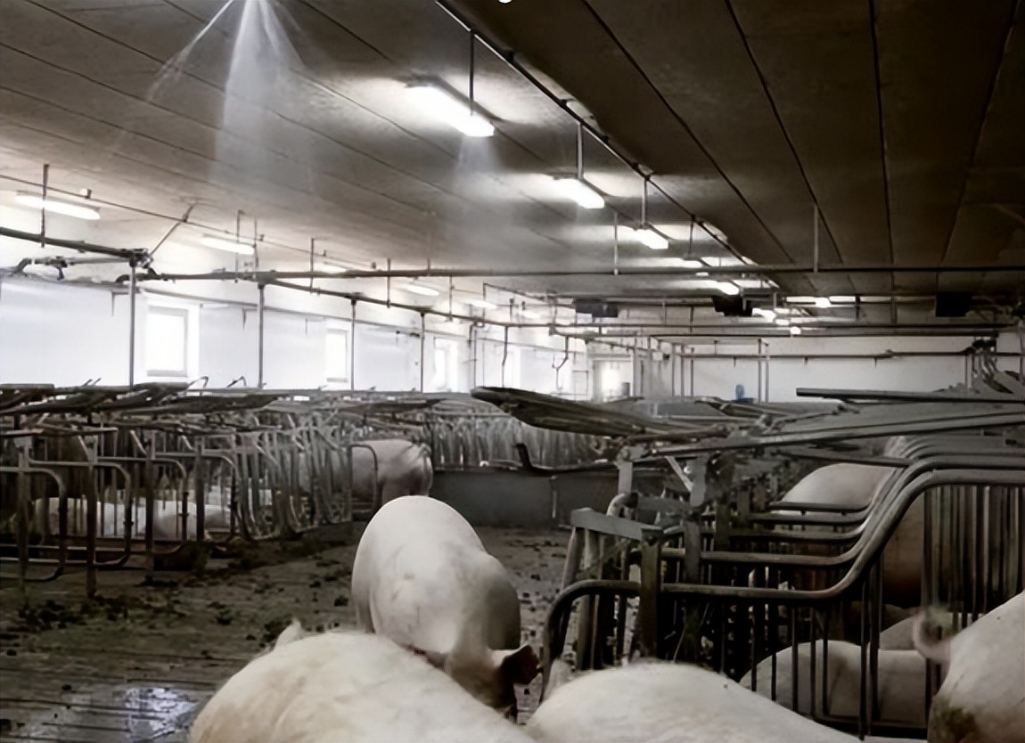 丹麦养猪为什么厉害,为什么丹麦是养猪大国之一