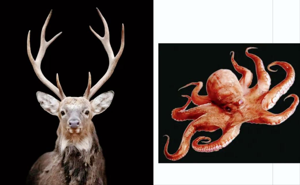 鑻卞浗grahamvotumax鏃楄埌闊崇,璐垫兜钀藉湴闊崇