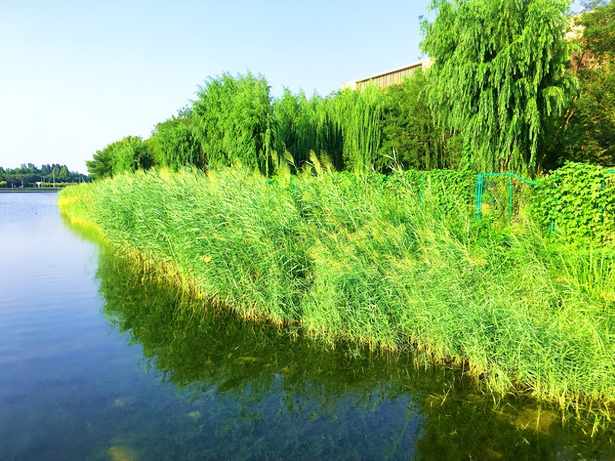 去奥林匹克公园能看到水立方吗,从奥林匹克塔看奥林匹克公园