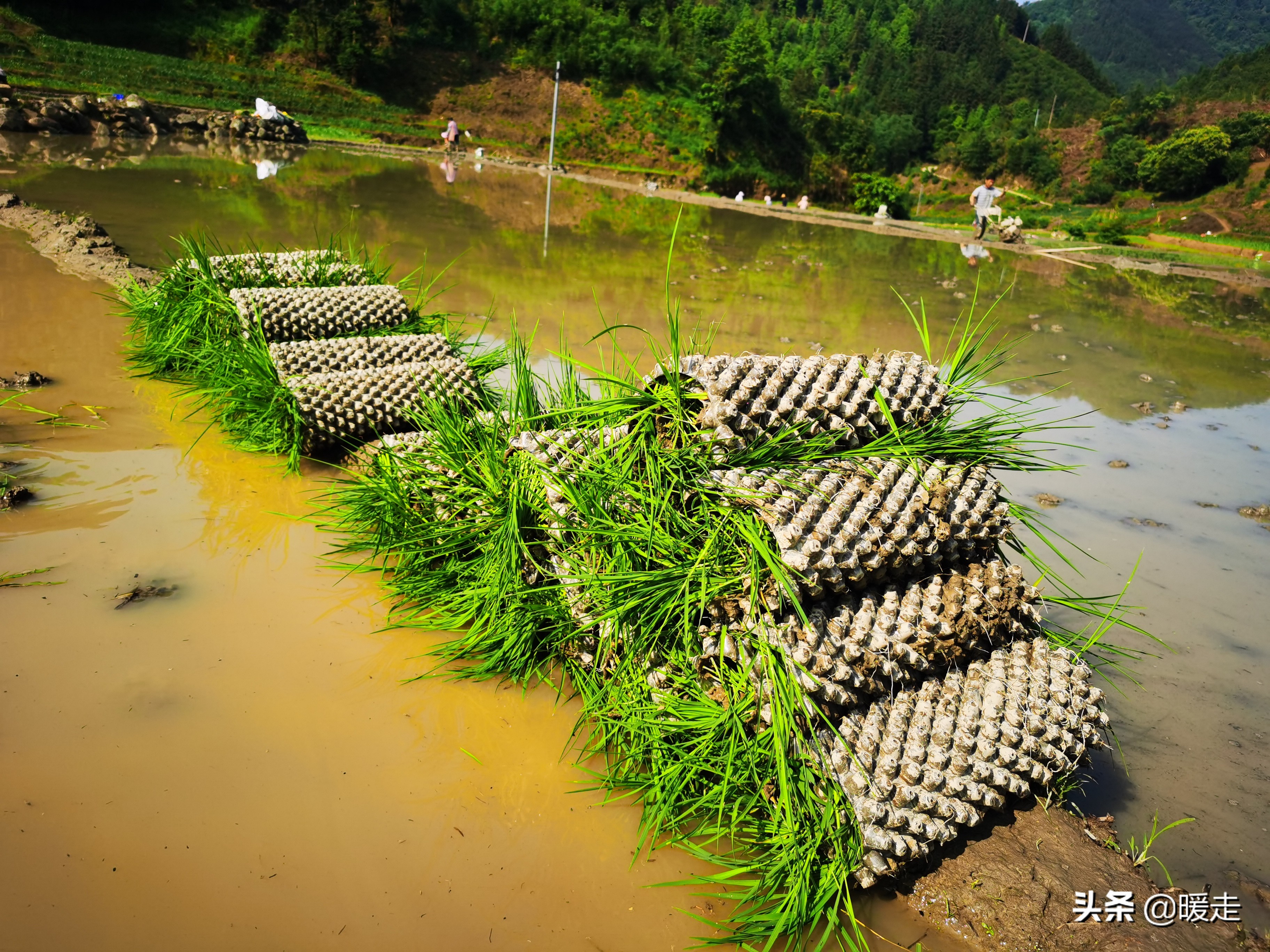 广西农民种田,乡村种田的生活视频