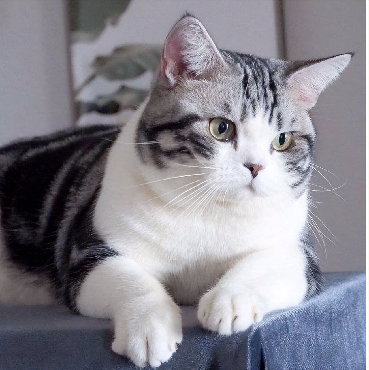 美国短毛猫吃多少猫粮合适,美国短毛猫吃什么猫粮比较好