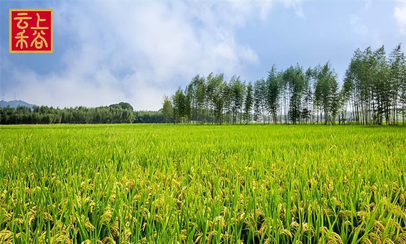 云上禾谷怎么样,云上禾谷东北大米加盟