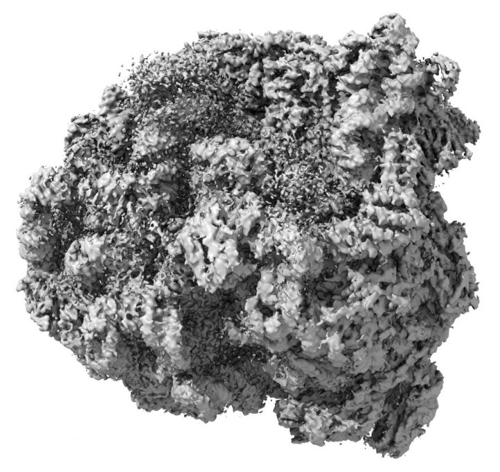 健身增肌好处的简介,锻炼和健身增肌的原理