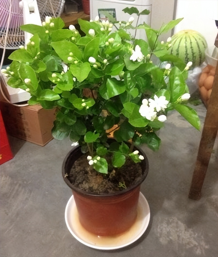 养时间长的绿萝还能吸甲醛吗,绿萝吸收甲醛怎么样才能养活