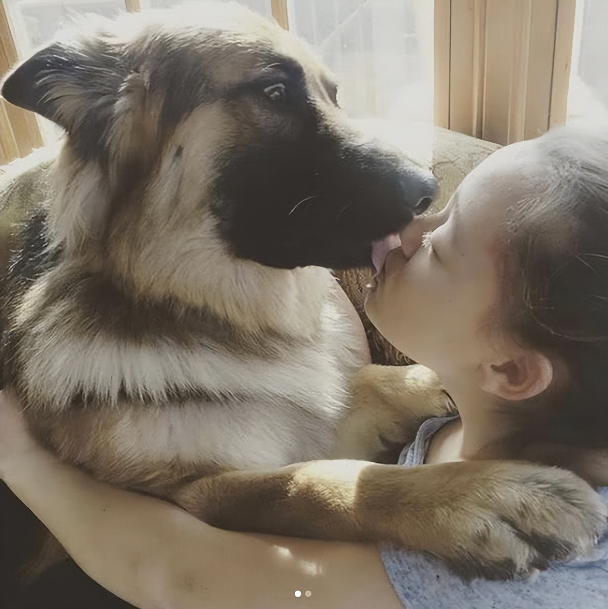 在狗狗眼里亲吻是什么意思,在狗狗心里主人是什么