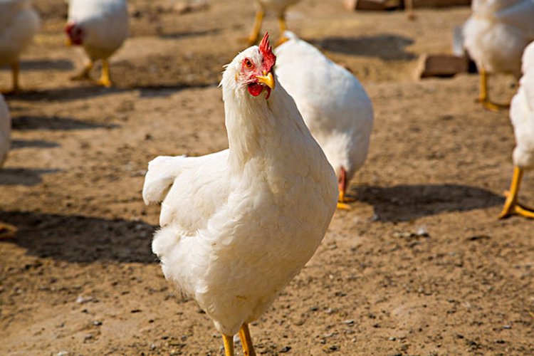 牛津博士研究抗癌药物有用吗,牛津大学博士研究抗癌药