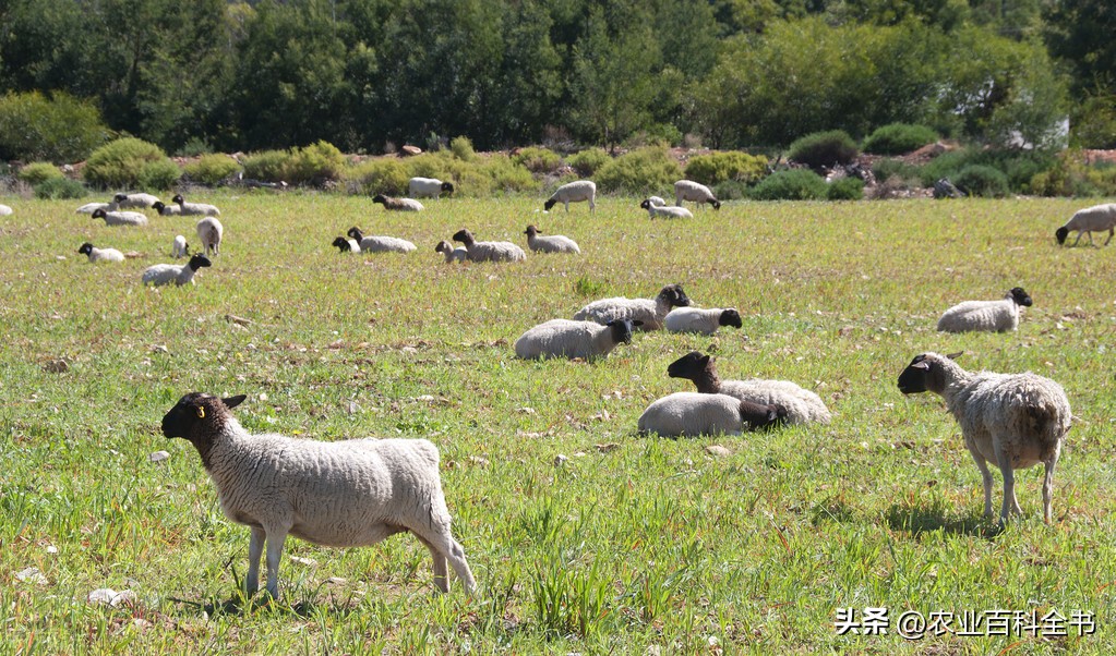春季养羊应预防哪些疾病,养羊技术和防治疾病书籍