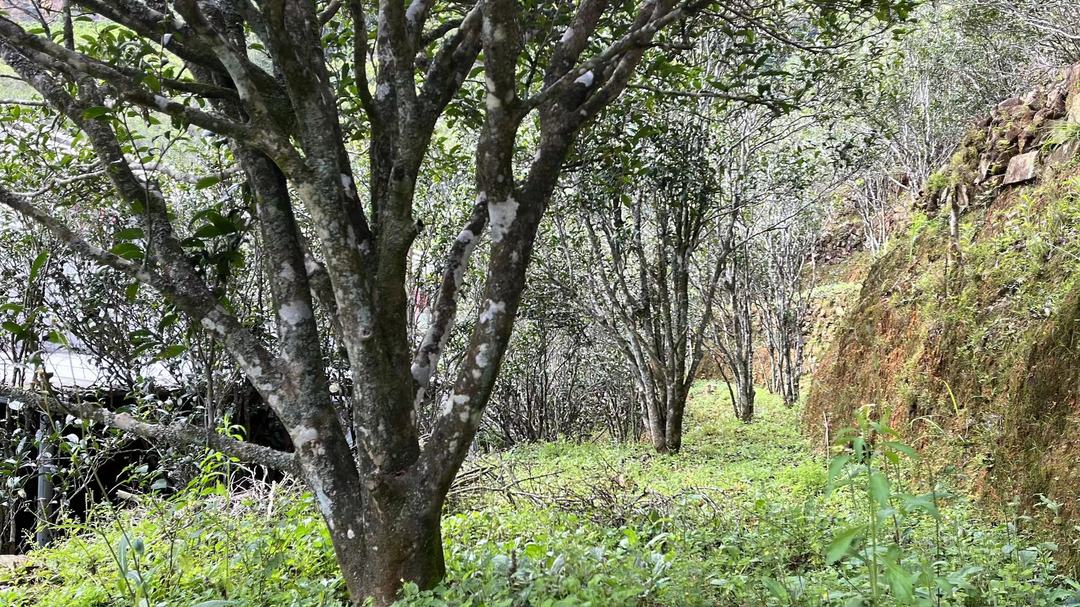 我被入坑了,也给各位科普一下吧