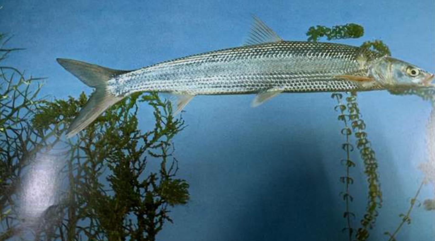 长江出现神秘物种“鳤”,长江禁渔出现新物种