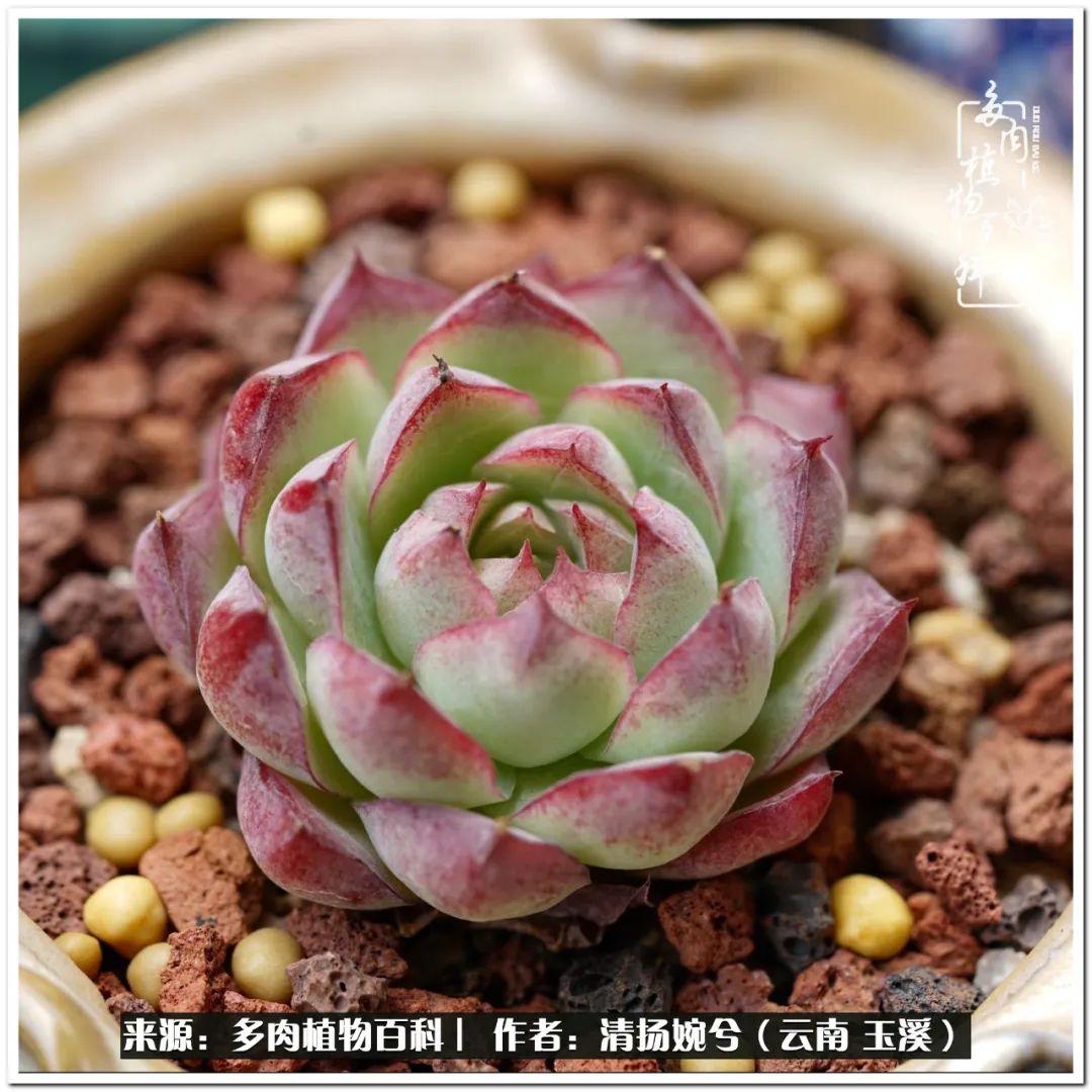 夏天好养颜值高的多肉,可爱的小多肉