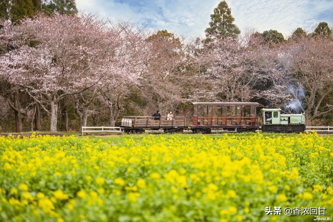 日本樱花赏花点,日本春季旅游樱花