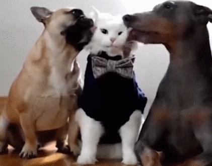 狗狗在配种时“哭天抢地”，原因有这几个