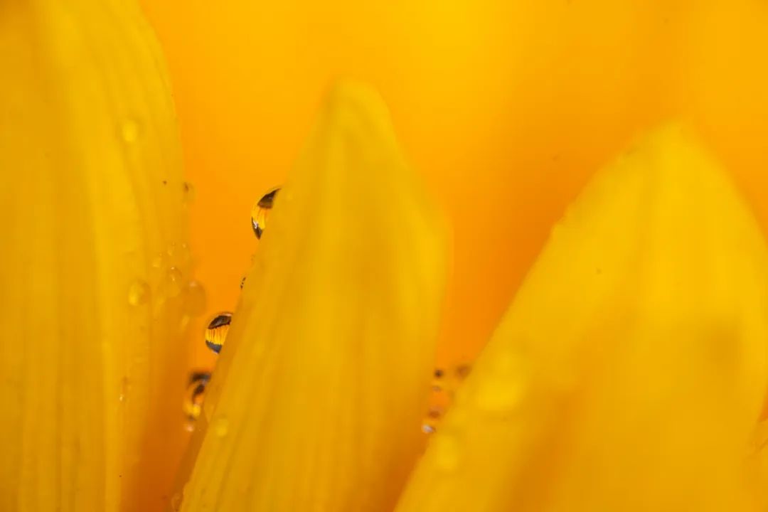 老蛙100mmf2.8微距的使用方法,老蛙100mm微距镜头实用测评